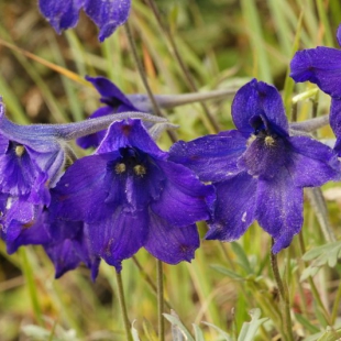 Delphinium beesianum